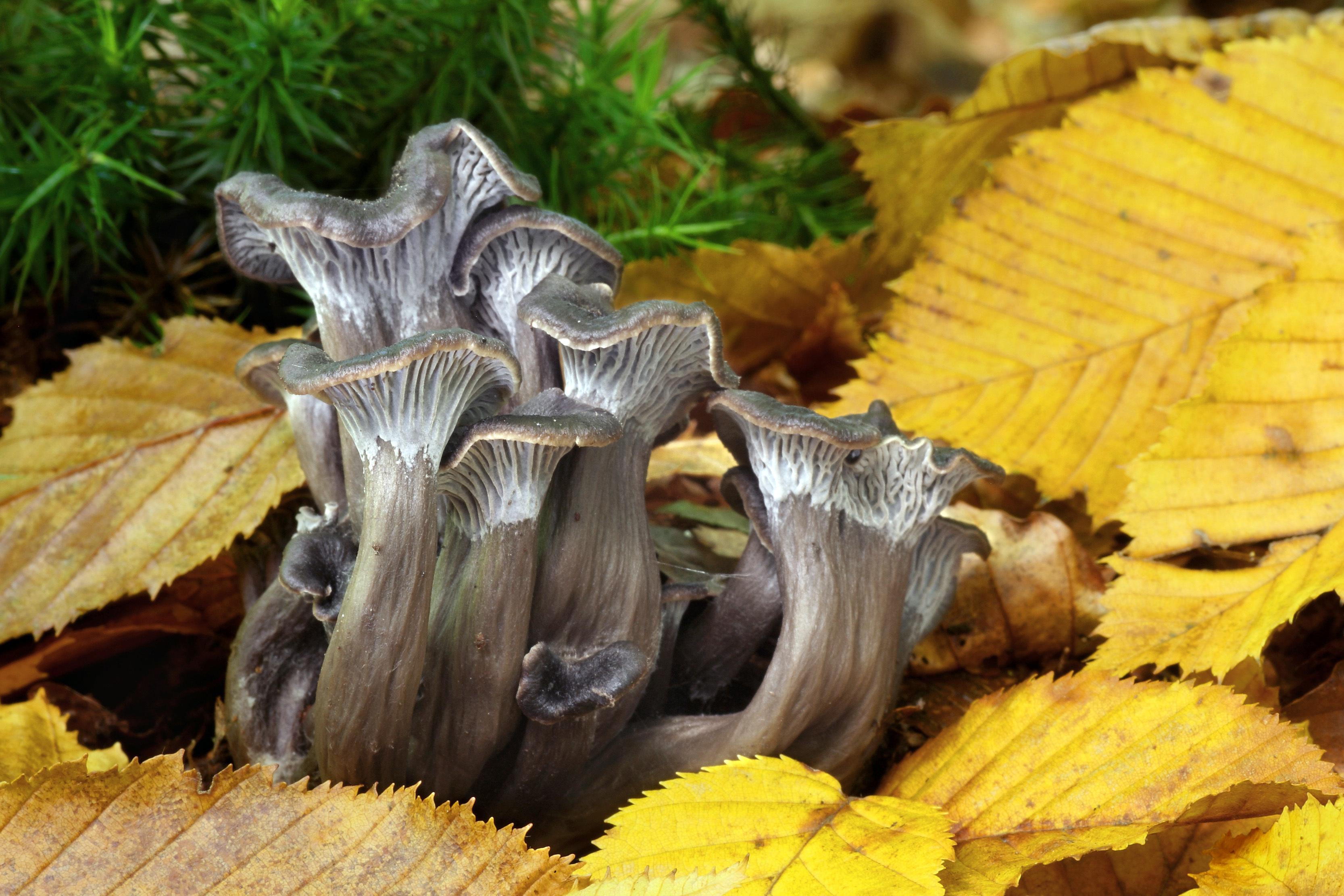 Ein unscheinbarer Verwandter des Pfifferlings: der essbare Graue Leistling.