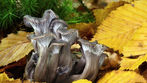 Ein unscheinbarer Verwandter des Pfifferlings: der essbare Graue Leistling.