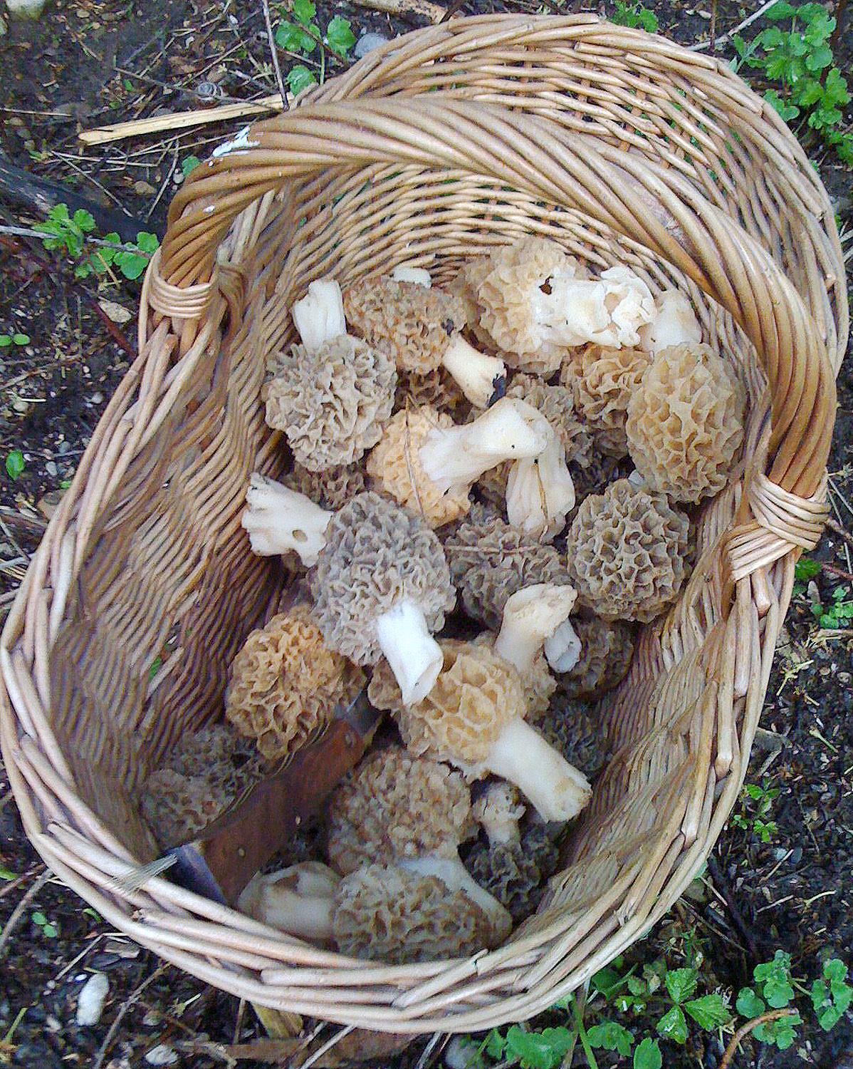 Nur frische Morcheln gehören ins Körbchen: Angegammelte, muffig riechende Fruchtkörper haben auf dem Teller nichts verloren - sie können beim Verzehr zu einer Vergiftung führen.