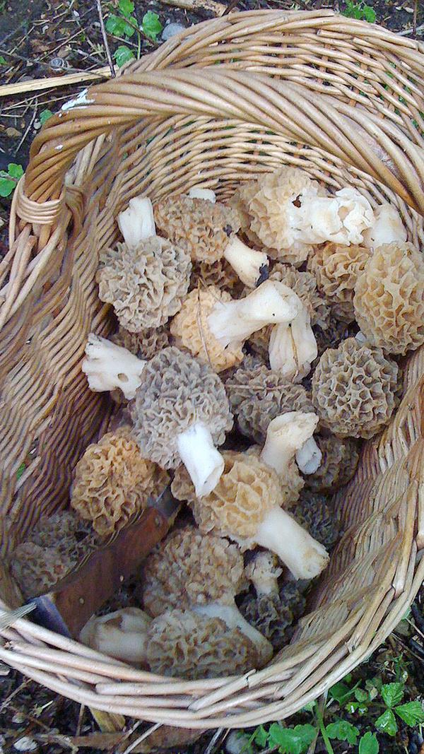 Nur frische Morcheln gehören ins Körbchen: Angegammelte, muffig riechende Fruchtkörper haben auf dem Teller nichts verloren - sie können beim Verzehr zu einer Vergiftung führen.
