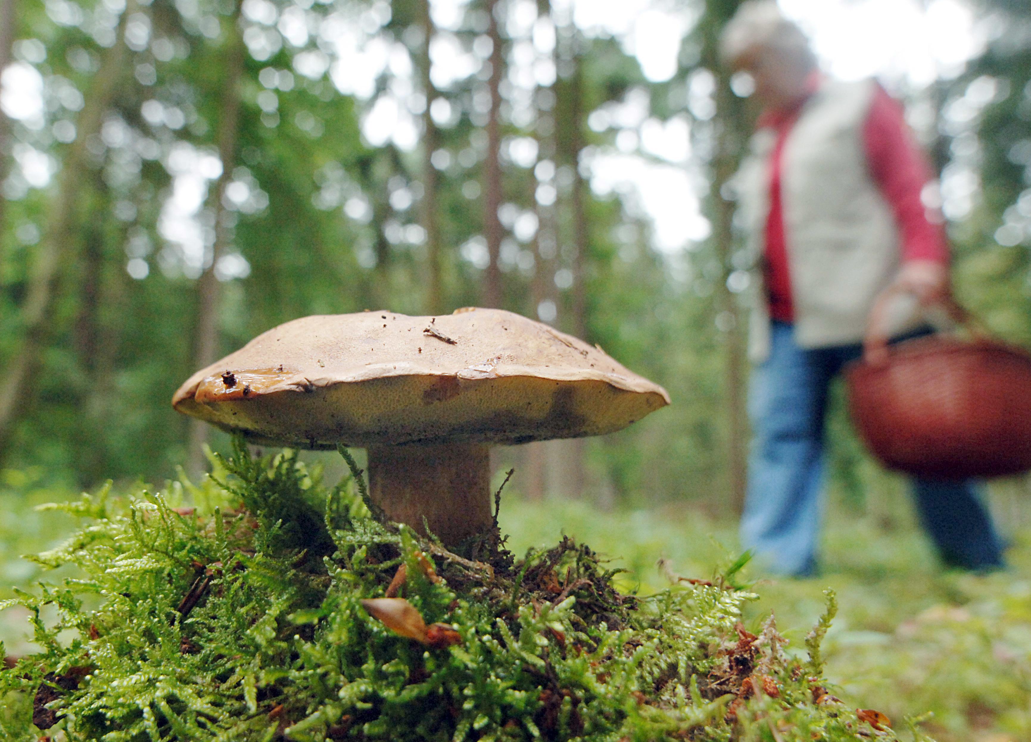 Wo der Pfiffer um Forchheim wächst: Ein Leitfaden für Pilzsammler  Nordbayern