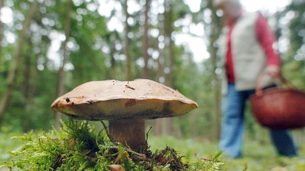 Verlockend: ein Maronen-Röhrling. Merkmale sind der kastanienbraune, bei normalem Wetter trockene bis feinfilzige Hut, der mit Gelb marmorierte, kastanienbraune Stiel sowie die gelbe, dann grünliche Fruchschicht, die bei Berührung blau anläuft.