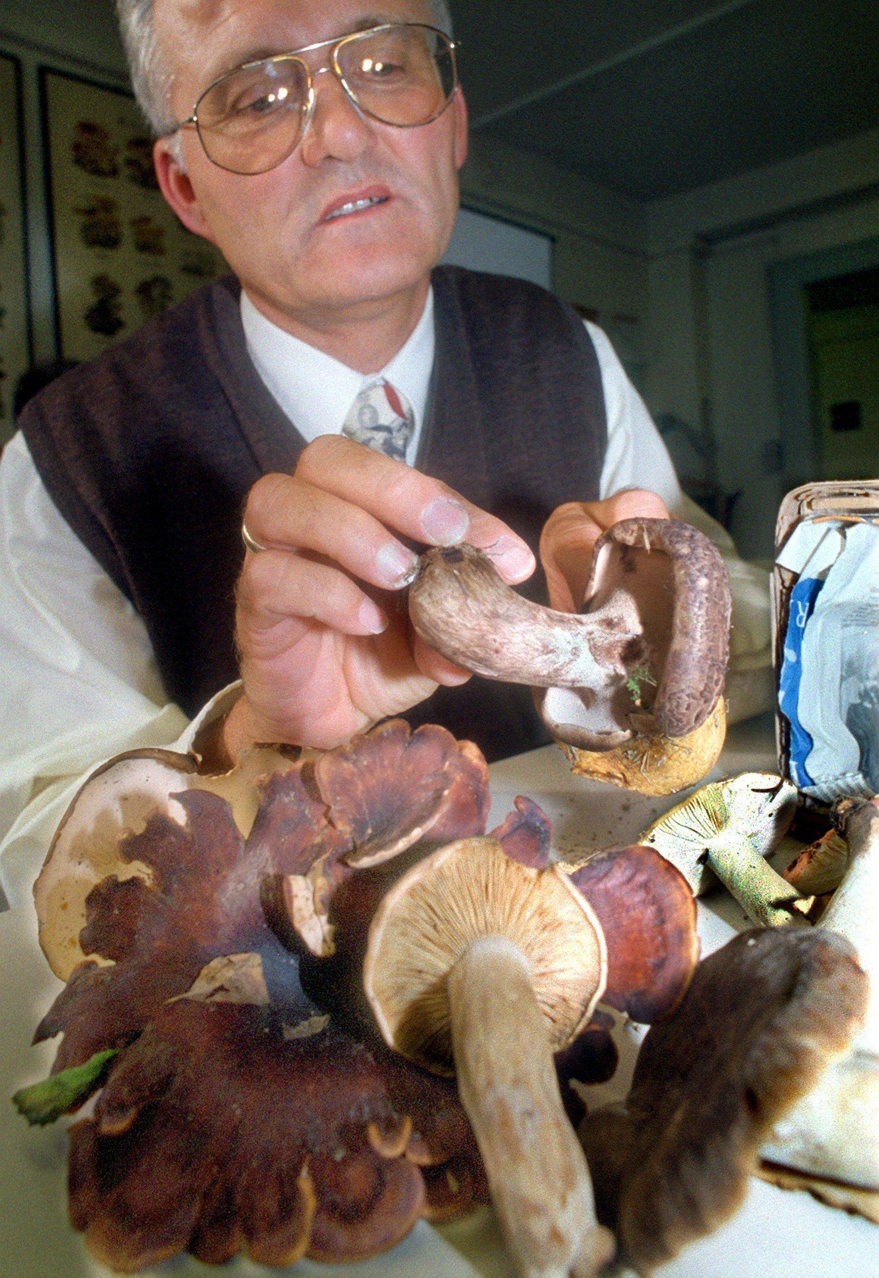 Ein Pilzberater zeigt einen Habichtspilz. Er wächst gerne in Fichtenwäldern, wird aber immer seltener. Vorsicht vor einer Verwechslung mit dem extrem bitteren Gallen-Stachling.