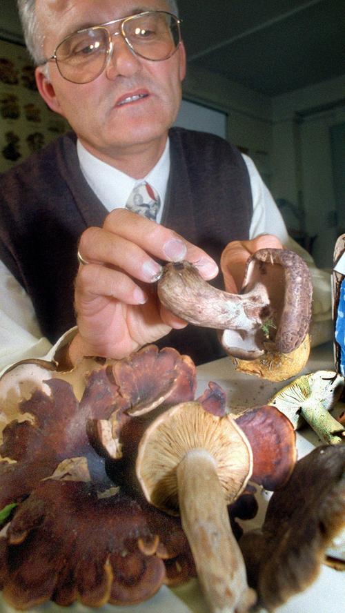 Ein Pilzberater zeigt einen Habichtspilz. Er wächst gerne in Fichtenwäldern, wird aber immer seltener. Vorsicht vor einer Verwechslung mit dem extrem bitteren Gallen-Stachling.