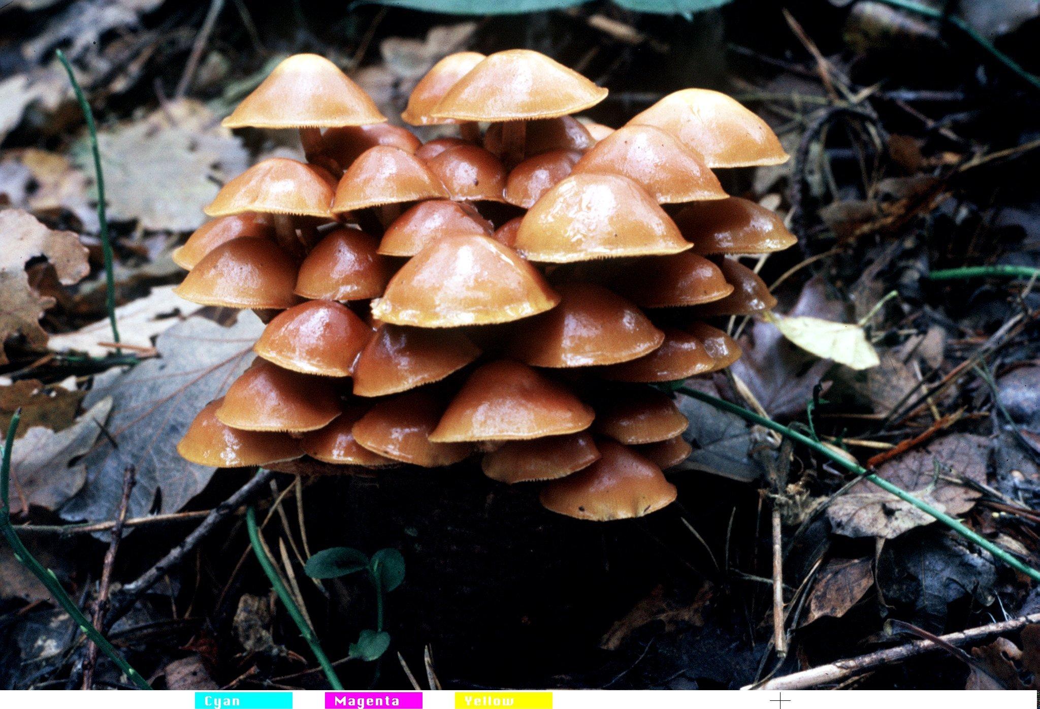 Ein Stockschwämmchen kommt selten allein - der braunfarbene Speisepilz wächst gleich in Büscheln.