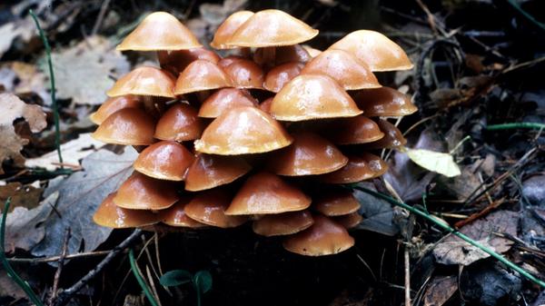 Ein Stockschwämmchen kommt selten allein - der braunfarbene Speisepilz wächst gleich in Büscheln.
