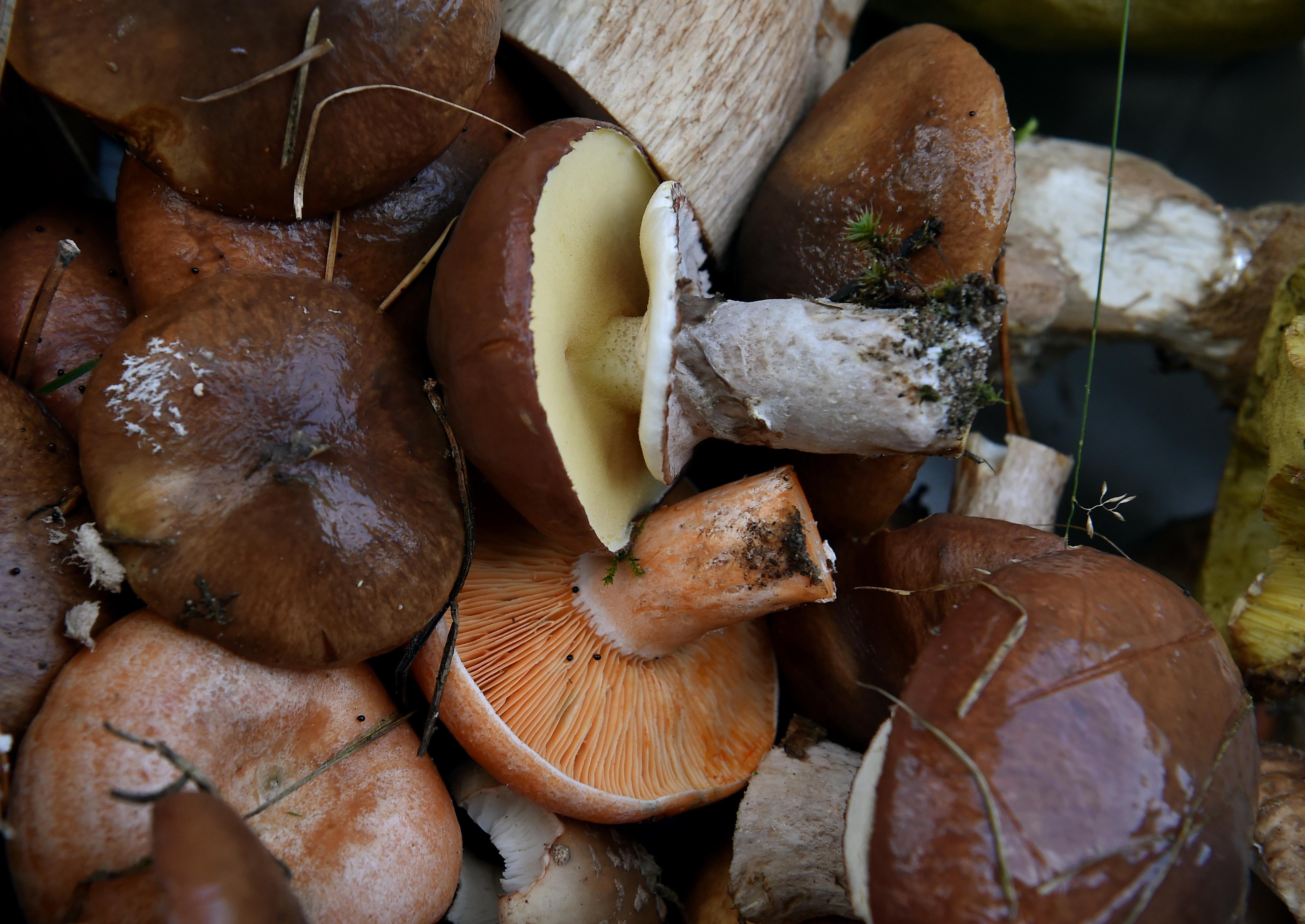 Schmackhafte Ausbeute: Ein Butterpilz liegt in einem Korb über einem Edelreizker.