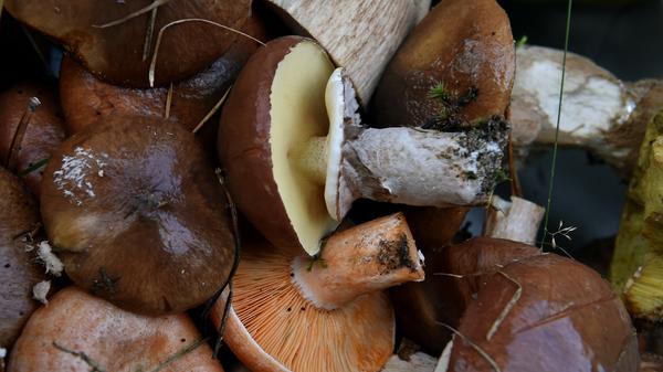 Schmackhafte Ausbeute: Ein Butterpilz liegt in einem Korb über einem Edelreizker.