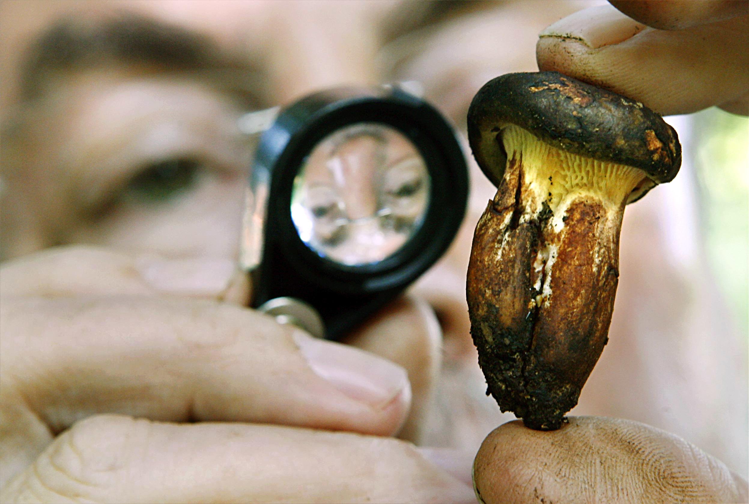 Wer den Kahlen Krempling isst, spielt "Russisch Roulette". Nach wiederholtem Genuss kann es nach ein bis zwei Stunden zu Schwächegefühl, Übelkeit, Erbrechen und Durchfall mit kolikartigen Schmerzen kommen. 