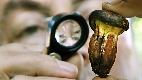 Wer den Kahlen Krempling isst, spielt "Russisch Roulette". Nach wiederholtem Genuss kann es nach ein bis zwei Stunden zu Schwächegefühl, Übelkeit, Erbrechen und Durchfall mit kolikartigen Schmerzen kommen.