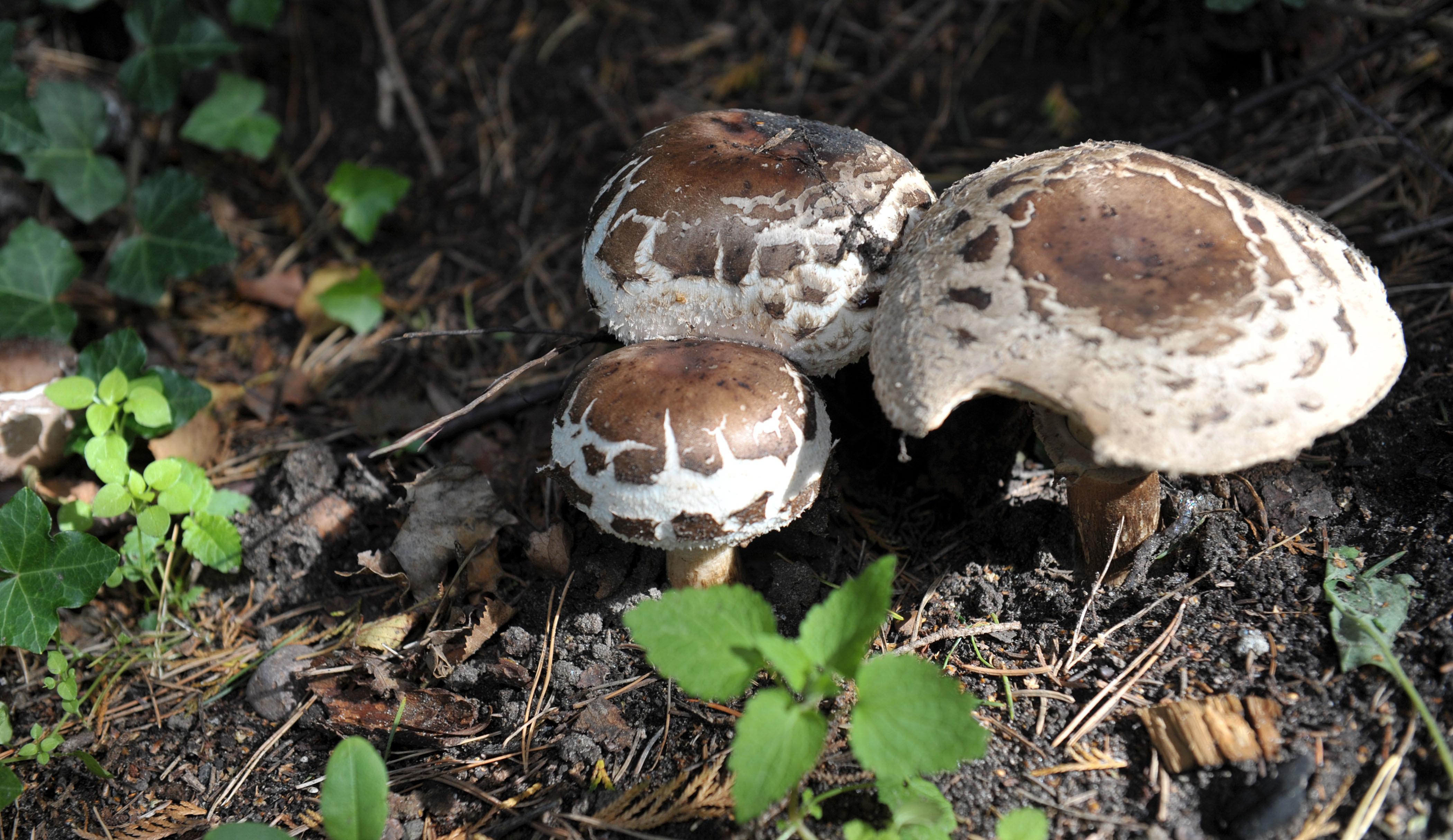 Der Spitzschuppige Schirmling hat Ähnlichkeit mit dem Großen Riesenschirmling (Parasolpilz). Er enthält ein Magen-Darm-Gift und kann in Verbindung mit Alkohol lebensbedrohliche Vergiftungen auslösen.