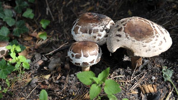 Der Spitzschuppige Schirmling hat Ähnlichkeit mit dem Großen Riesenschirmling (Parasolpilz). Er enthält ein Magen-Darm-Gift und kann in Verbindung mit Alkohol lebensbedrohliche Vergiftungen auslösen.