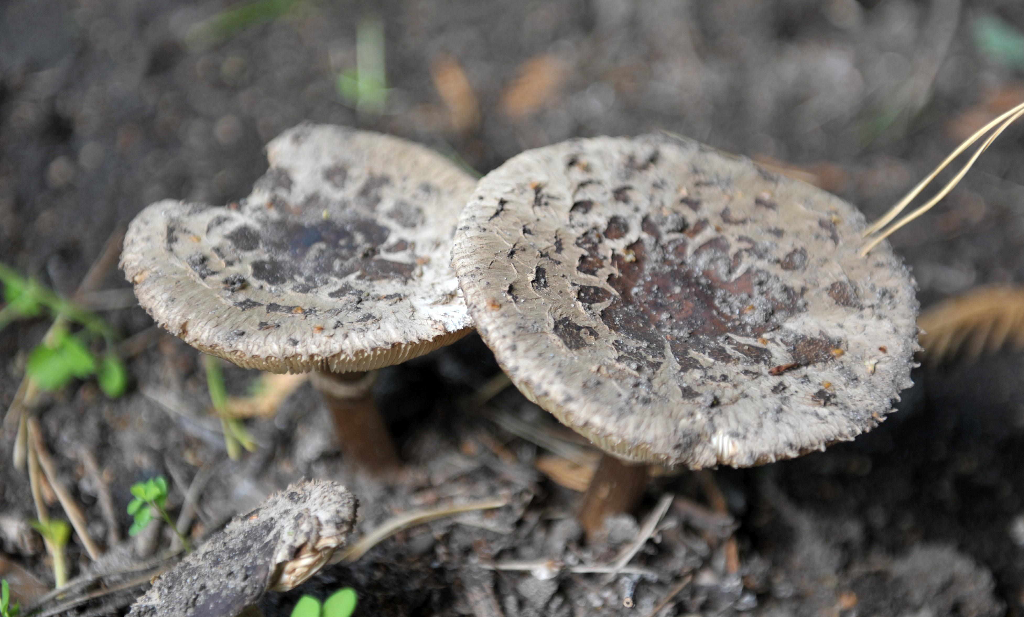 In Mitteleuropa gilt der Pilz als selten. Er wächst auf Komposthaufen, in Gärten und Gewächshäusern, auf stark gedüngten Beeten und an anderen, bevorzugt warmen Standorten mit nährstoffreichem Boden.