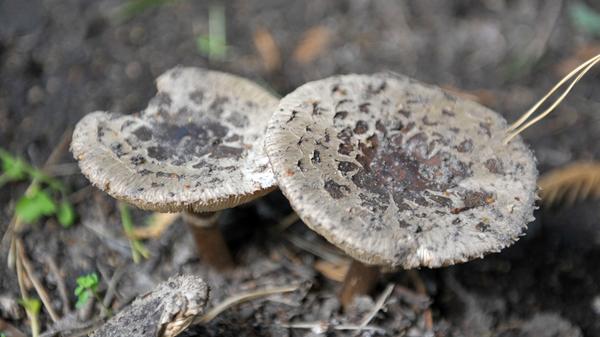 In Mitteleuropa gilt der Pilz als selten. Er wächst auf Komposthaufen, in Gärten und Gewächshäusern, auf stark gedüngten Beeten und an anderen, bevorzugt warmen Standorten mit nährstoffreichem Boden.