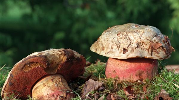Der Name kommt nicht von ungefähr: Der Satanspilz oder Satansröhrling ist stark giftig. Gekocht und in größerer Menge gegessen verursacht er Darmstörungen. Der üble, aasige Geruch (besonders bei älteren Exemplaren) dürfte schonbeim Sammeln davon abhalten, ihn mitzunehmen.