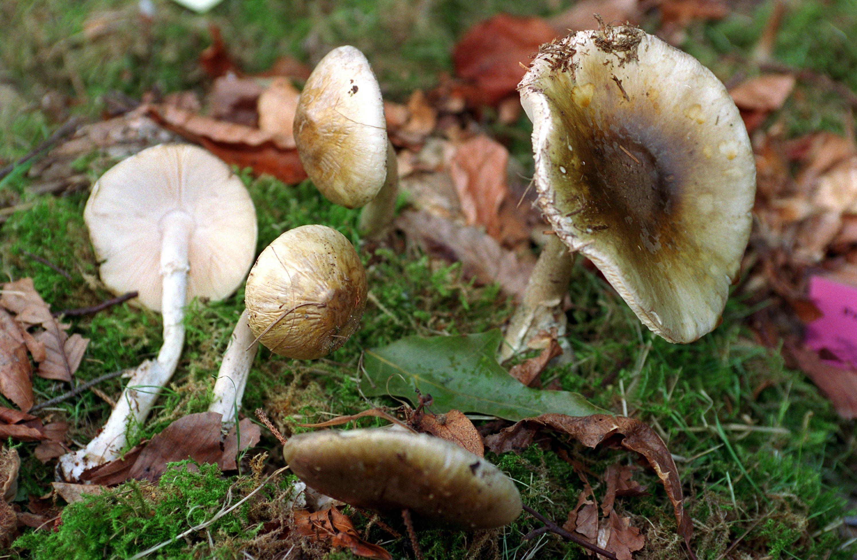 Sicher einer der bekanntesten und auch gefährlichsten Giftpilze: Er wächst unter Laubbäumen, besonders unter Eichen und ist auch im Nürnberger Reichswald anzutreffen. Der typische Verlauf einer Knollenblätterpilz-Vergiftung sieht so aus: Zunächst treten Beschwerden wie Übelkeit, Erbrechen und Durchfall auf, ähnlich einer Magen-Darm-Infektion. Nach ein bis zwei Tagen kommt es zur Schädigung der Leber, die von Blutgerinnungs- und Nierenfunktionsstörungen begleitet werden kann. Eine Knollenblätterpilzvergiftung kann zum Tod führen.