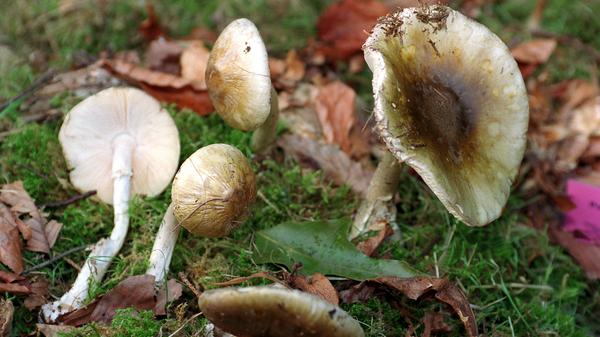 Sicher einer der bekanntesten und auch gefährlichsten Giftpilze: Er wächst unter Laubbäumen, besonders unter Eichen und ist auch im Nürnberger Reichswald anzutreffen. Der typische Verlauf einer Knollenblätterpilz-Vergiftung sieht so aus: Zunächst treten Beschwerden wie Übelkeit, Erbrechen und Durchfall auf, ähnlich einer Magen-Darm-Infektion. Nach ein bis zwei Tagen kommt es zur Schädigung der Leber, die von Blutgerinnungs- und Nierenfunktionsstörungen begleitet werden kann. Eine Knollenblätterpilzvergiftung kann zum Tod führen.