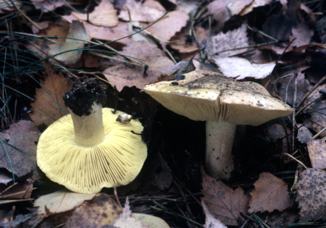 Der Genuss von "Grünlingen" hat ebenfalls schon einige Menschenleben gekostet. Nach 24 bis 72 Stunden treten erste Symptome wie Müdigkeit, Muskelschwäche, Muskelschmerzen (vor allem in den Oberschenkeln), brauner Urin sowie starkes Schwitzen und ggfs. Atembeschwerden auf.