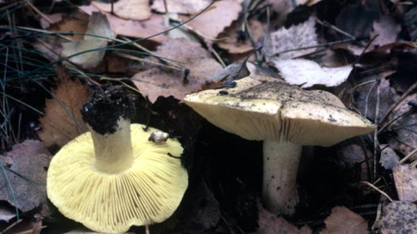 Der Genuss von "Grünlingen" hat ebenfalls schon einige Menschenleben gekostet. Nach 24 bis 72 Stunden treten erste Symptome wie Müdigkeit, Muskelschwäche, Muskelschmerzen (vor allem in den Oberschenkeln), brauner Urin sowie starkes Schwitzen und ggfs. Atembeschwerden auf.