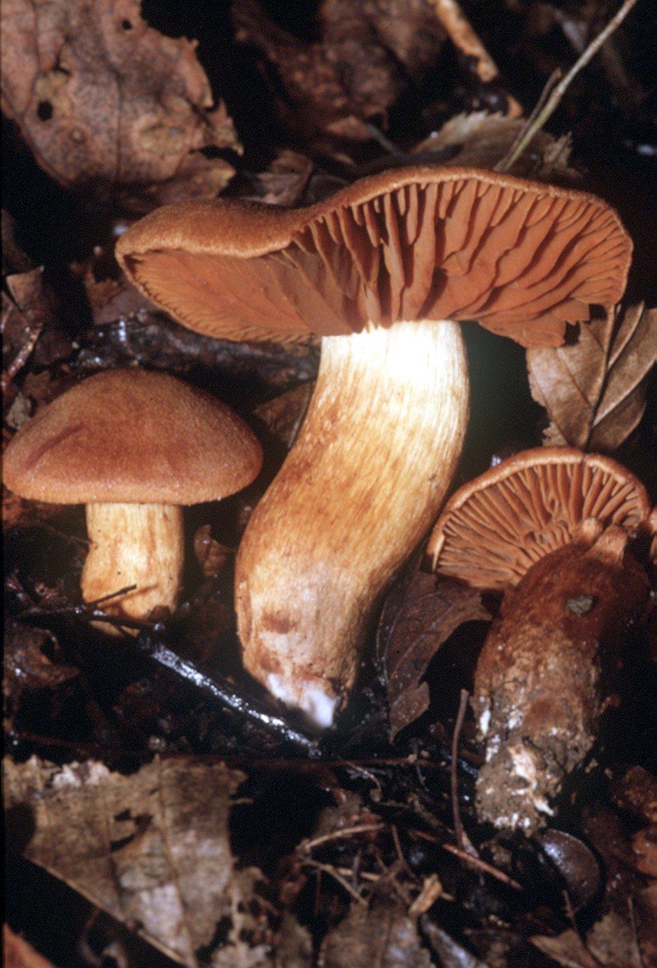 Der Orangefuchsige Rauhkopf war sogar schon einmal "Pilz des Jahres" - und rangiert auf der Skala der lebensbedrohenden Arten gleichauf mit den gefürchteten Knollenblätterpilzen. Die ersten Symptome einer Vergiftung sind unstillbarer Durst, Kopfschmerzen, Schmerzen in der Lendengegend und leichtes Fieber. Erst Stunden bis Tage später treten erste unspezifische Beschwerden mit Übelkeit und durch Urämie verursachtes Erbrechen auf.