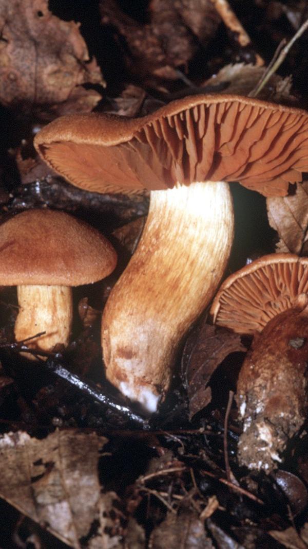 Der Orangefuchsige Rauhkopf war sogar schon einmal "Pilz des Jahres" - und rangiert auf der Skala der lebensbedrohenden Arten gleichauf mit den gefürchteten Knollenblätterpilzen. Die ersten Symptome einer Vergiftung sind unstillbarer Durst, Kopfschmerzen, Schmerzen in der Lendengegend und leichtes Fieber. Erst Stunden bis Tage später treten erste unspezifische Beschwerden mit Übelkeit und durch Urämie verursachtes Erbrechen auf.