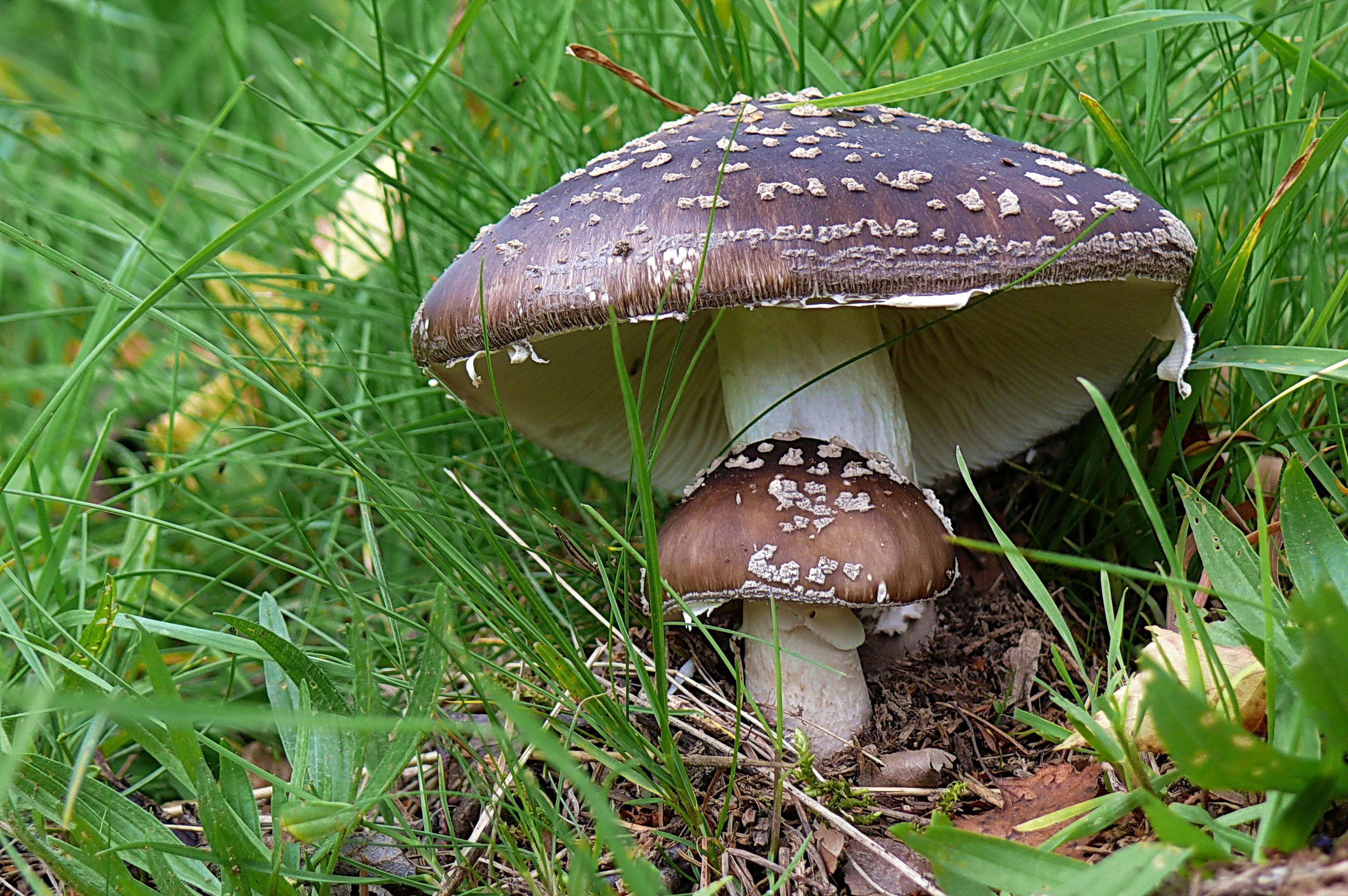 Ebenfalls giftig gehört der Pantherpilz zu den Knollenblättergewächsen. Die unangenehmen bis gefährlichen Vergiftungserscheinungen zeigen sich durch Übelkeit, Schwindel, Erbrechen und Durchfälle. Bei einer größeren Menge kommt es zu Muskelzuckungen, Verwirrtheit, Bauchschmerzen und Erregungszuständen. Dies kann in Bewusstlosigkeit oder Koma münden.