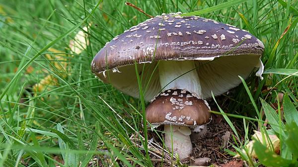 Ebenfalls giftig gehört der Pantherpilz zu den Knollenblättergewächsen. Die unangenehmen bis gefährlichen Vergiftungserscheinungen zeigen sich durch Übelkeit, Schwindel, Erbrechen und Durchfälle. Bei einer größeren Menge kommt es zu Muskelzuckungen, Verwirrtheit, Bauchschmerzen und Erregungszuständen. Dies kann in Bewusstlosigkeit oder Koma münden.