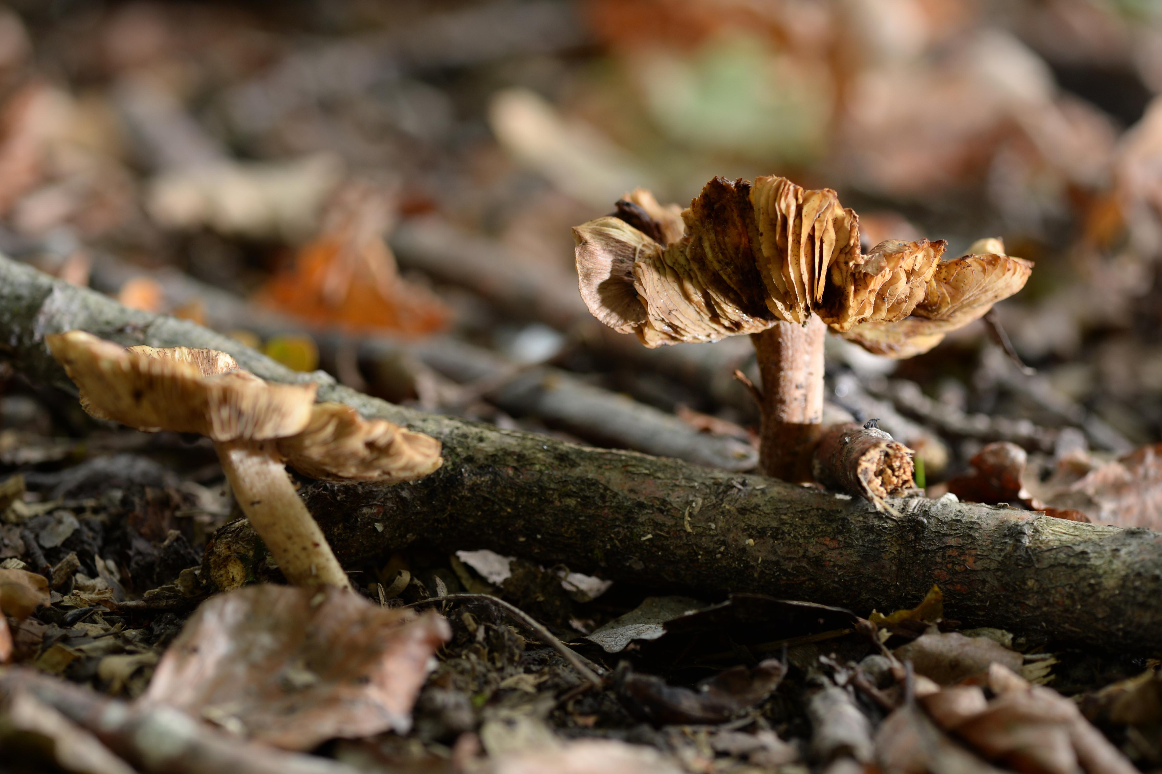 Die Risspilze sind eine artenreiche Pilzgattung. Die meisten enthalten Muscarin und Muscaridin, wobei die Menge auch innerhalb einer Art je nach Standort und Zeit erheblich schwanken kann. Bei entsprechend hohen Giftmengen verursachen sie demzufolge die Symptome einer Muscarinvergiftung: Magen-Darm-Krämpfe, Erbrechen, Speichelfluß, Pupillenverengung, Muskelzittern und bei entsprechend hoher Dosierung Tod durch Herzlähmung.