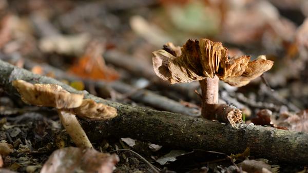 Die Risspilze sind eine artenreiche Pilzgattung. Die meisten enthalten Muscarin und Muscaridin, wobei die Menge auch innerhalb einer Art je nach Standort und Zeit erheblich schwanken kann. Bei entsprechend hohen Giftmengen verursachen sie demzufolge die Symptome einer Muscarinvergiftung: Magen-Darm-Krämpfe, Erbrechen, Speichelfluß, Pupillenverengung, Muskelzittern und bei entsprechend hoher Dosierung Tod durch Herzlähmung.