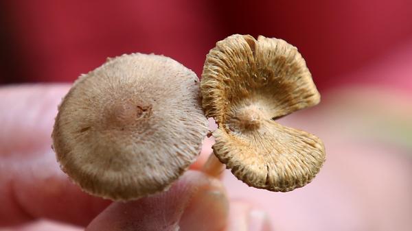 Weil er so giftig ist, hier noch eine zweite Ansicht eines Risspilzes.