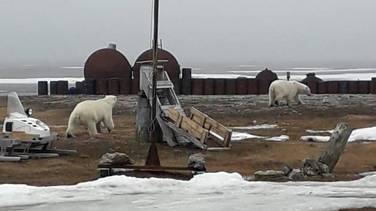 Am Nordpolarmeer kommen erneut Eisbären Siedlungen gefährlich nahe, wie diese beiden Exemplare auf der Tschuktschen-Halbinsel.