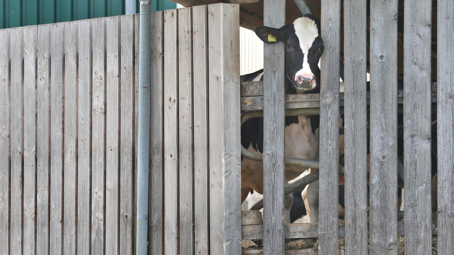 Nachdem die Staatsanwaltschaft gegen zwei Betriebe aus dem Allgäu wegen Tierquälerei-Vorwürfen ermittelt, steht nun ein dritter Großbauer im Visier der Behörden.