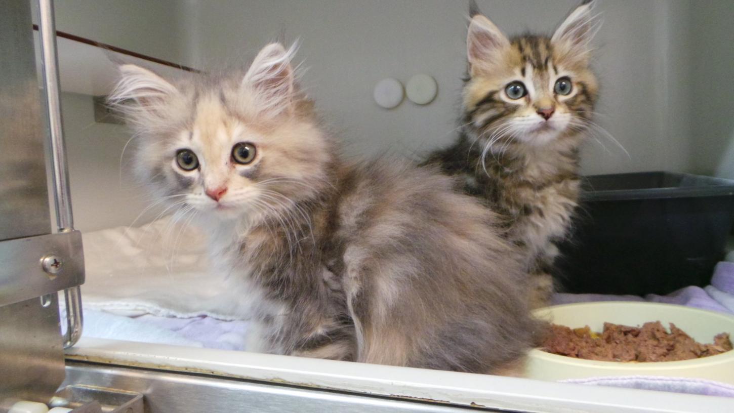 Diese beiden Kitten wurden am Montagabend in einem Karton zwischen Großenhühl und Neudorf aufgefunden.