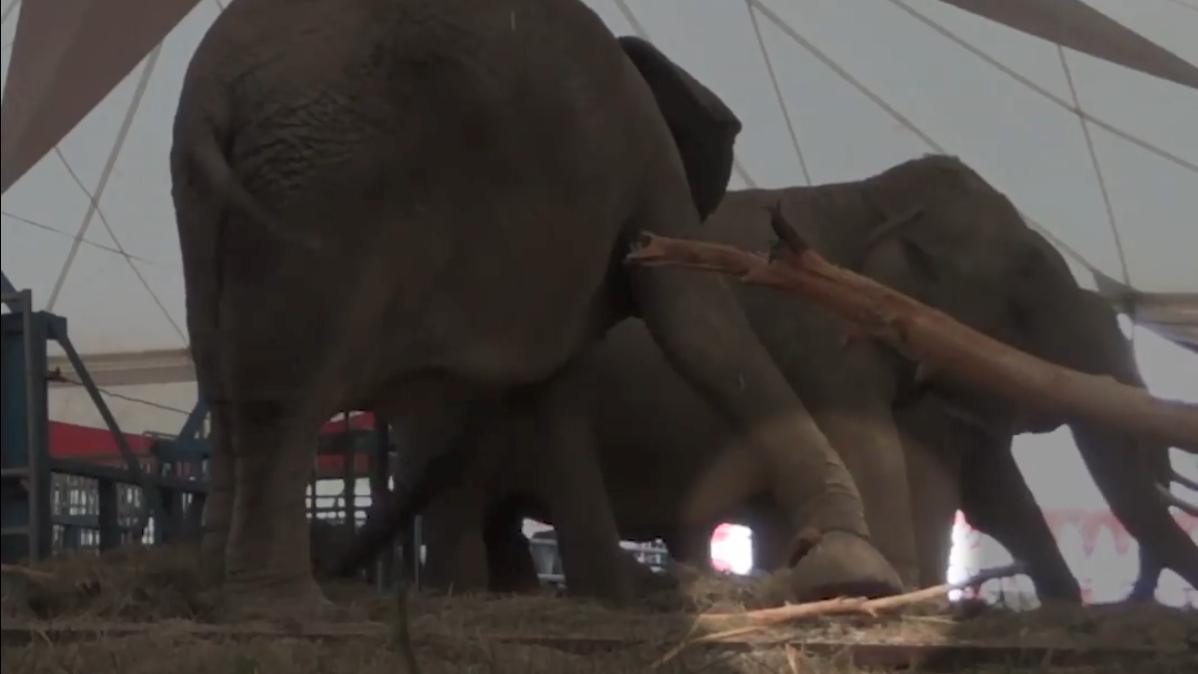 Zirkus-Elefant in der Oberpfalz angekettet - Peta sieht Verhaltensstörung