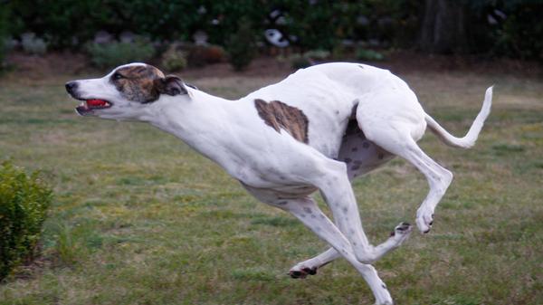 Windhunde können eine Geschwindigkeit von mehr als 70 Kilometer pro Stunde erreichen und sind somit die schnellsten Flitzer nach den Geparden.