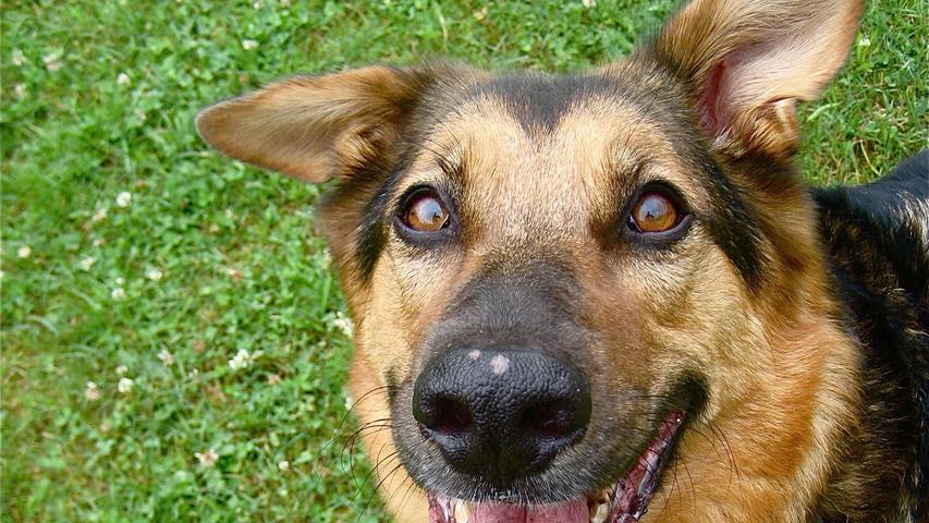 Nicht nur besser riechen, aber auch besser hören können Hunde als wir Menschen. Außerdem besitzen sie mehr als 18 Muskeln im Ohr. Im Vergleich hat der Mensch nur sechs. Kein Wunder, dass der Hund ständig mit den Ohren wackelt.