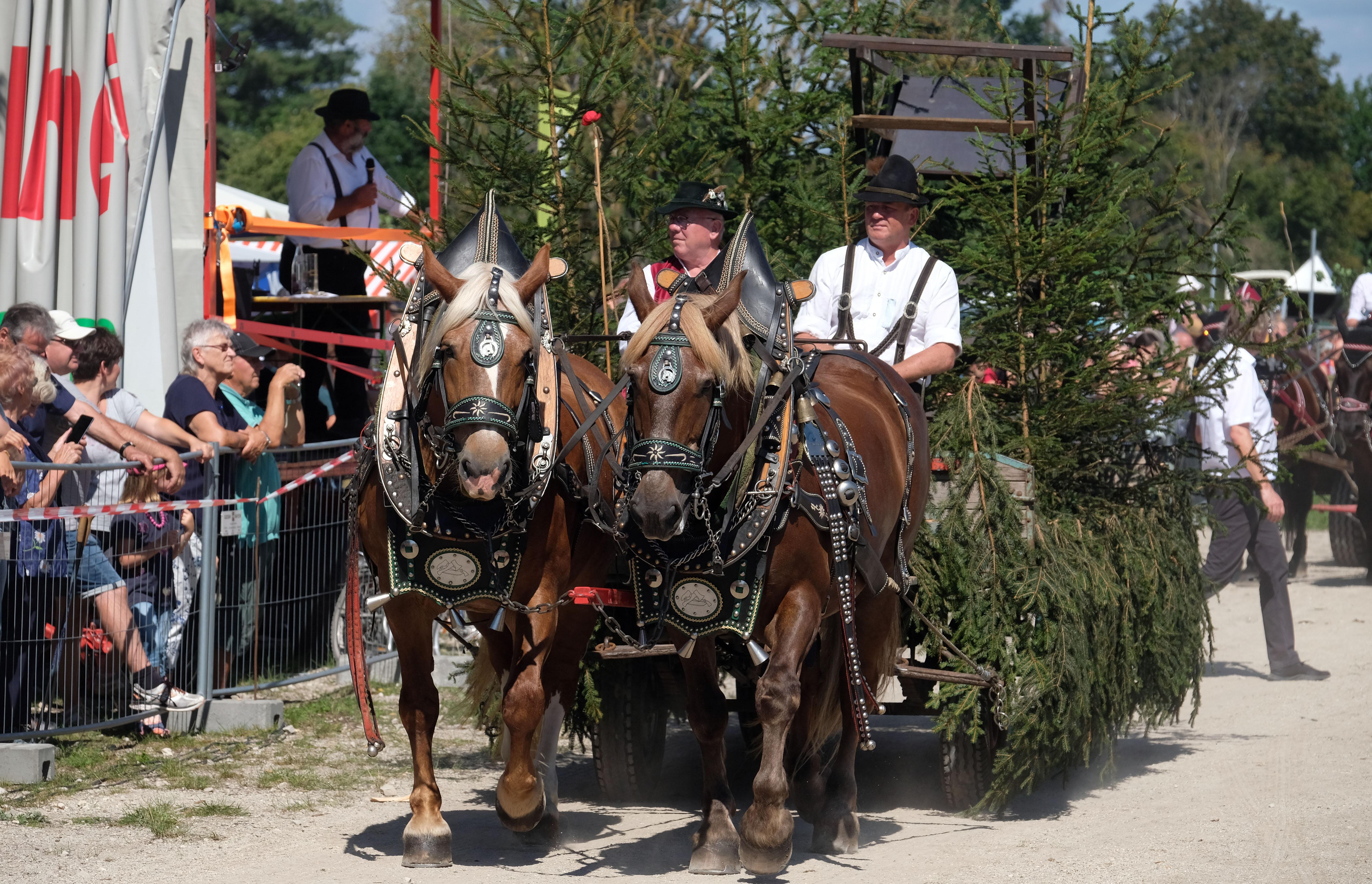 ...sondern auch Tannenbäume...