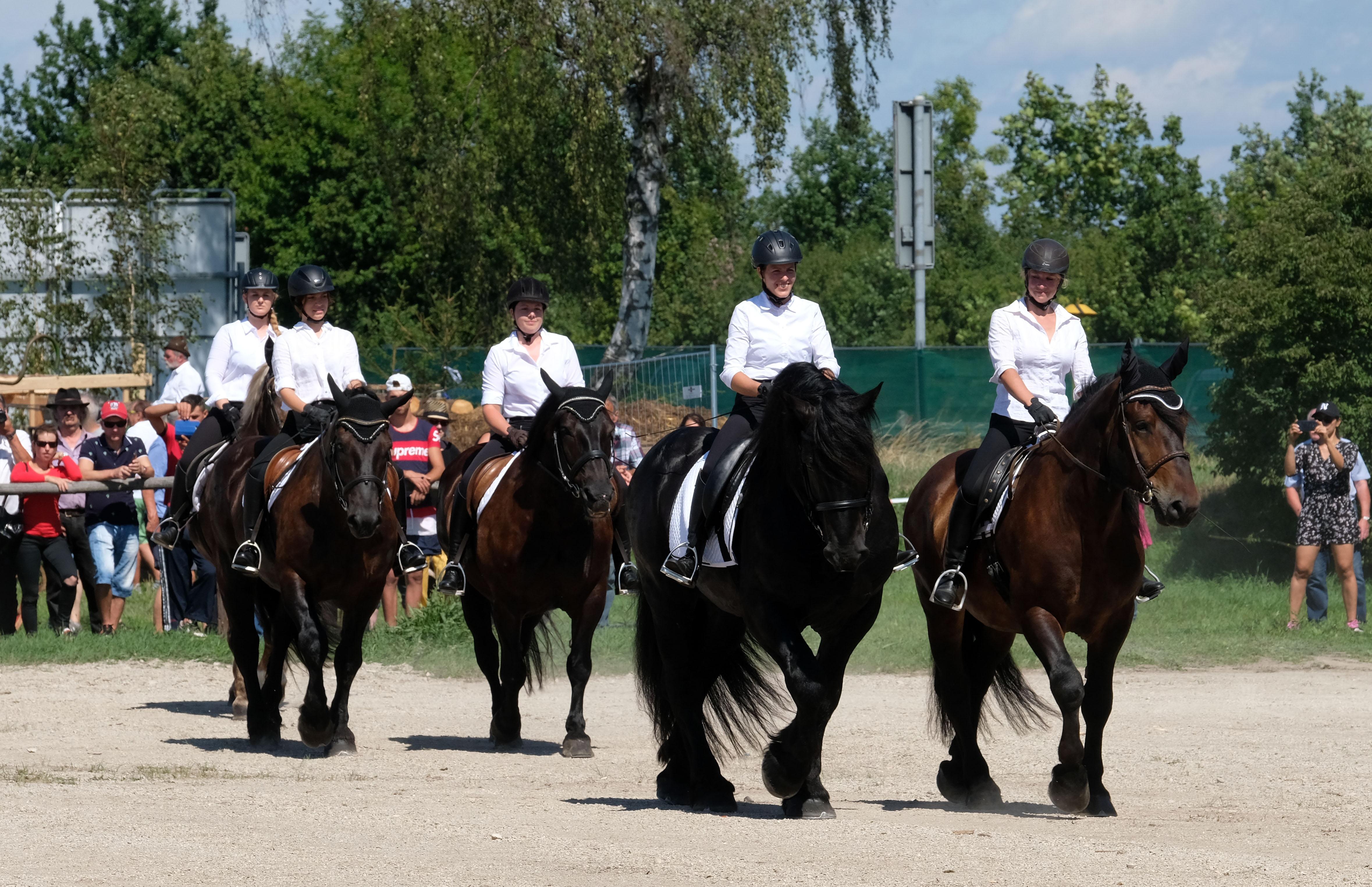 Dann zeigten die Reiter, dass man mit Kaltblütern nicht nur Stämme rücken, sondern auch Quadrille reiten kann.
