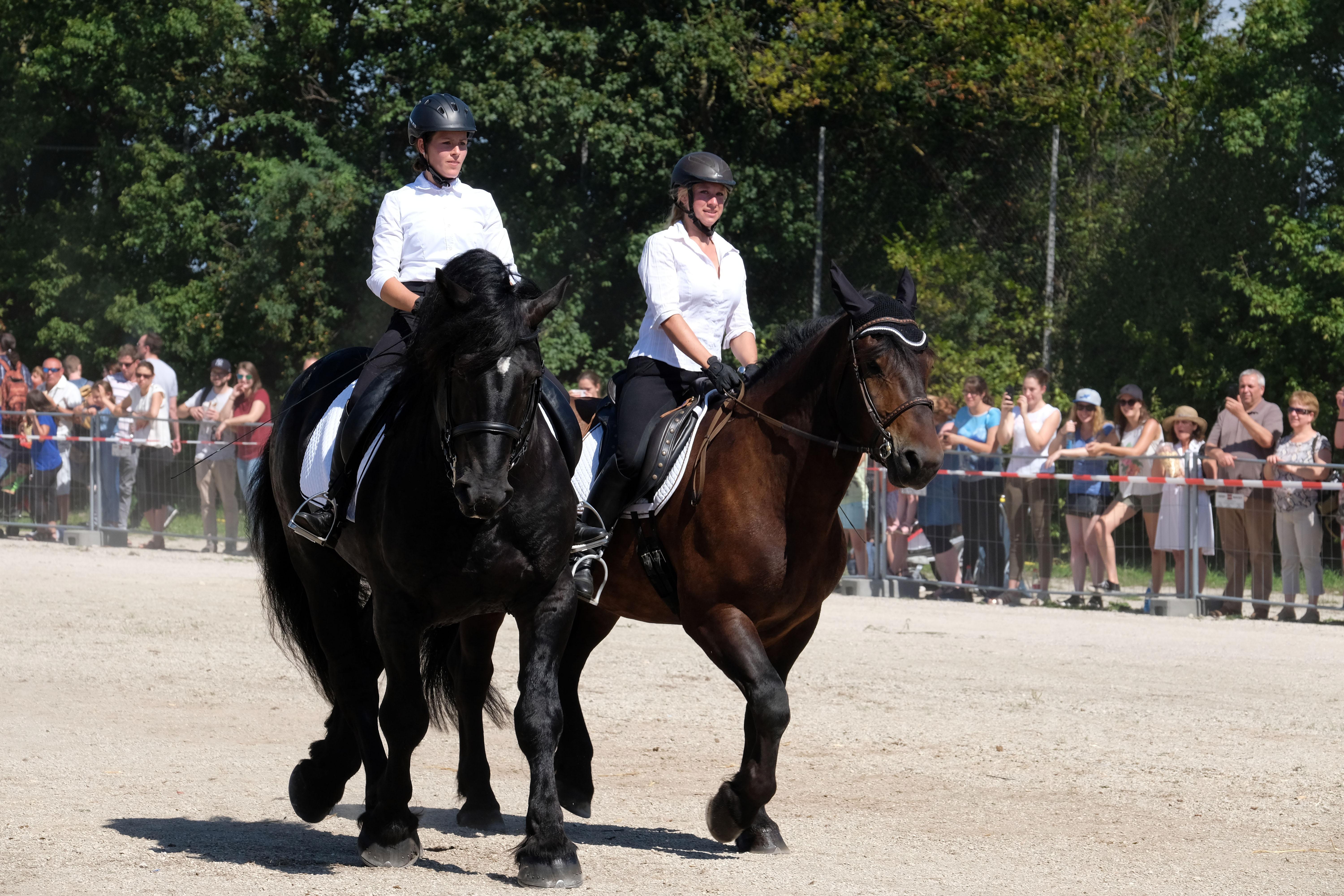 Die schweren Pferde haben zwar immense Kraft, aber meist auch ein ruhiges Gemüt.