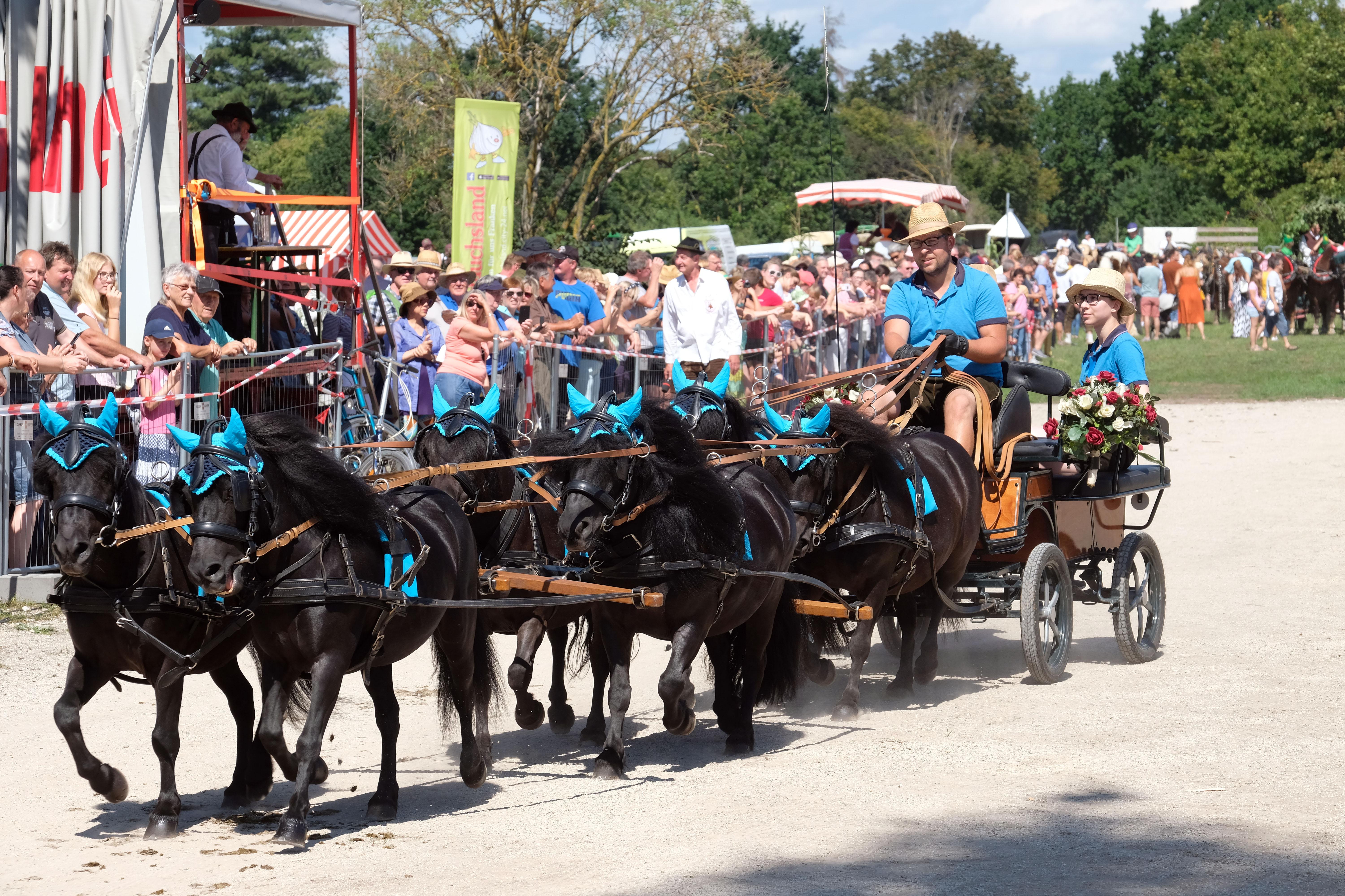 In diesem schicken Sechsspänner kommen auch die Kleinen ganz groß raus.
