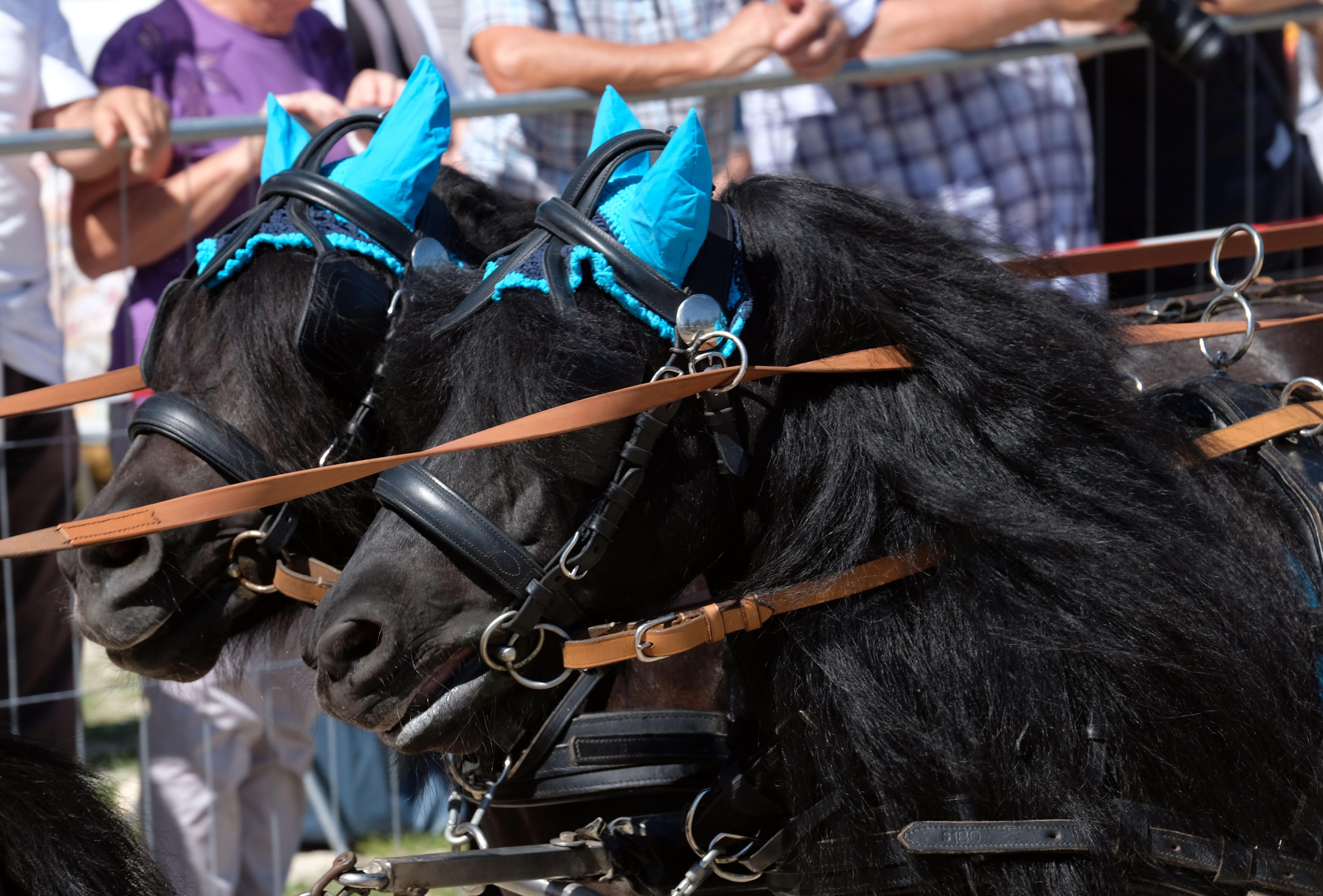 Und mit himmelblauem Fliegenschutz auf den Ohren zieht es sich gleich noch eleganter.