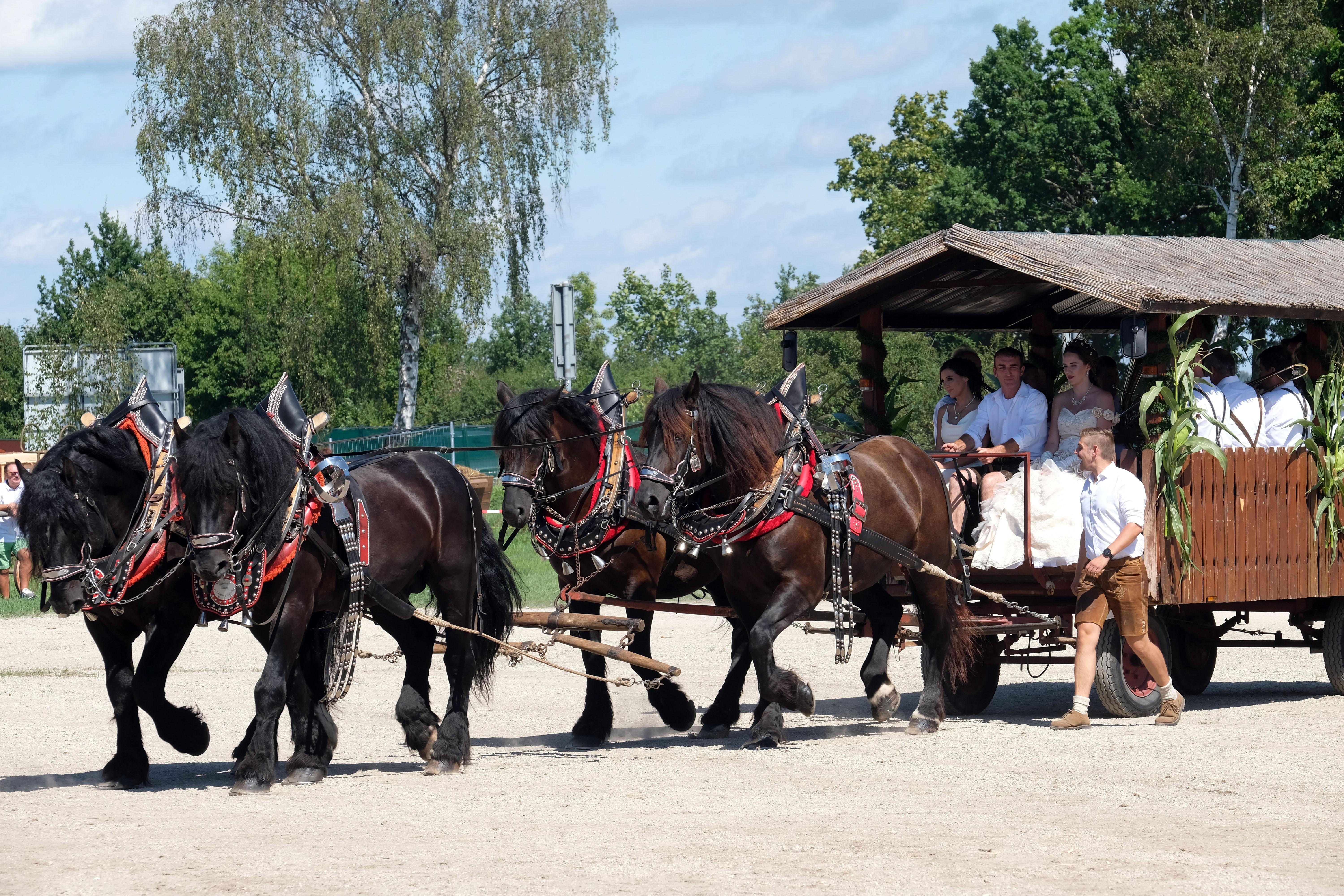 Dieser Vierspänner strotzt nur so vor Kraft...