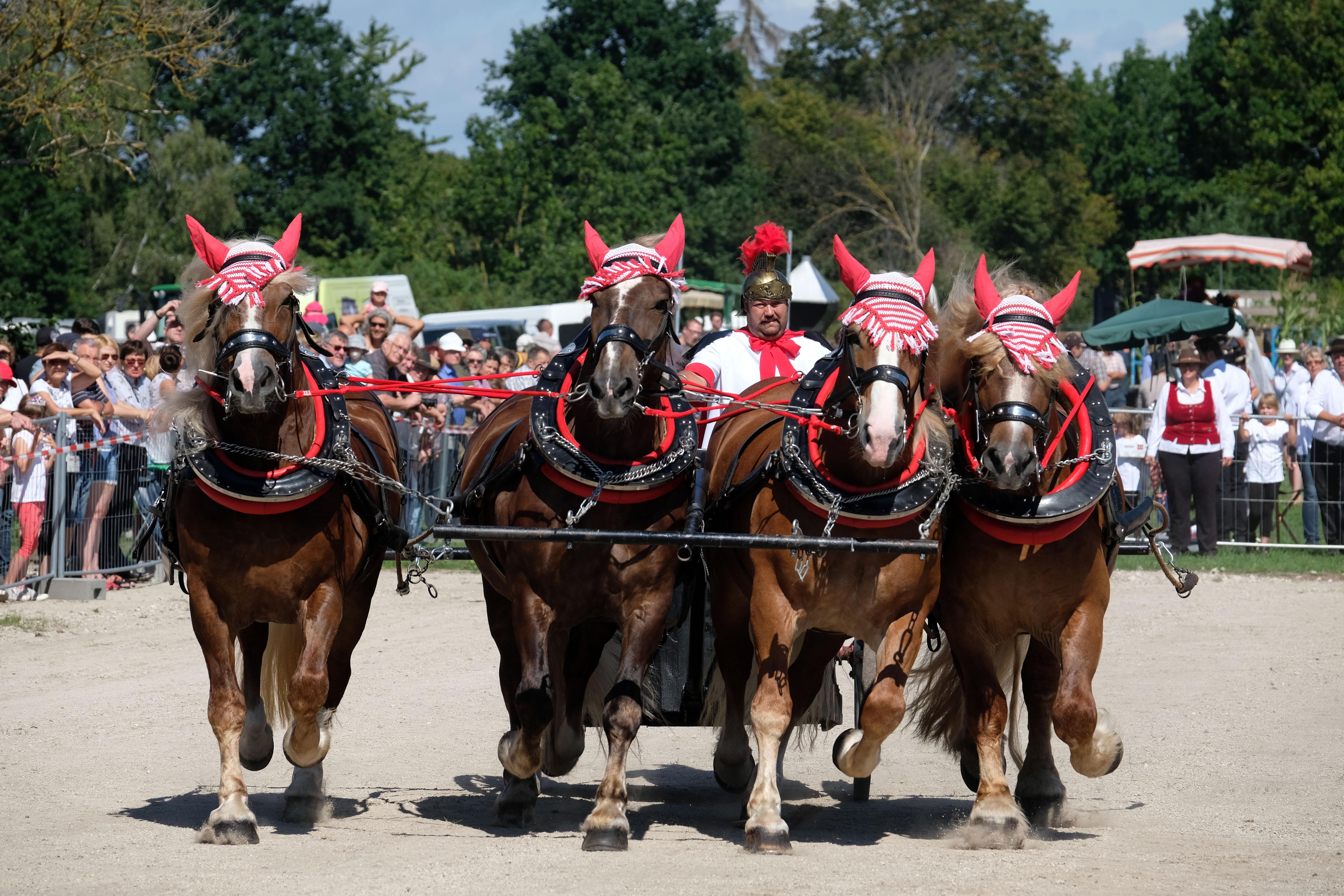 ...und bekam dann Konkurrenz von einer gefühlt dreimal so großen Quadriga.