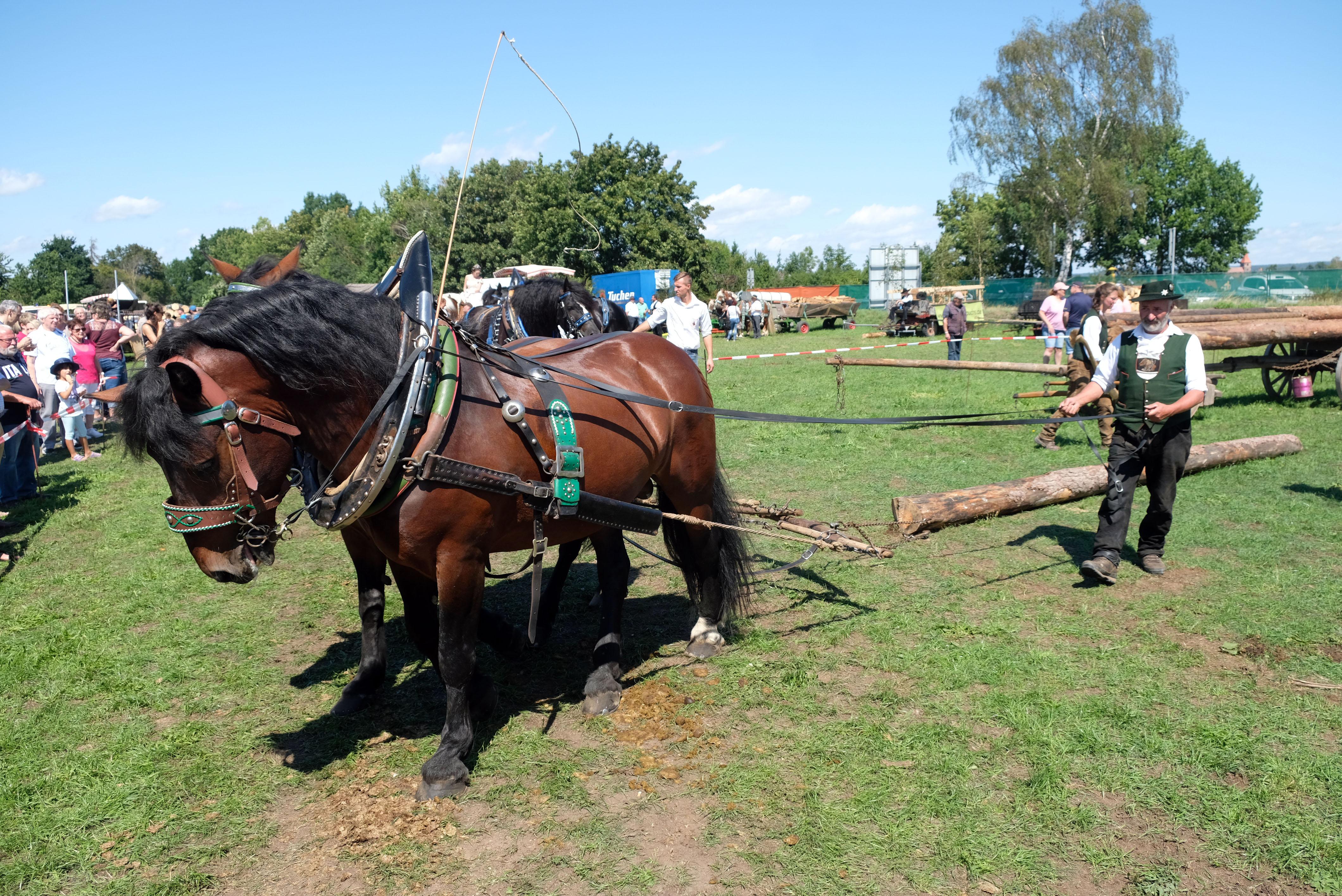 Beim Langholz rücken zeigten die Pferdeführer, wie Holzarbeit früher aussah.
