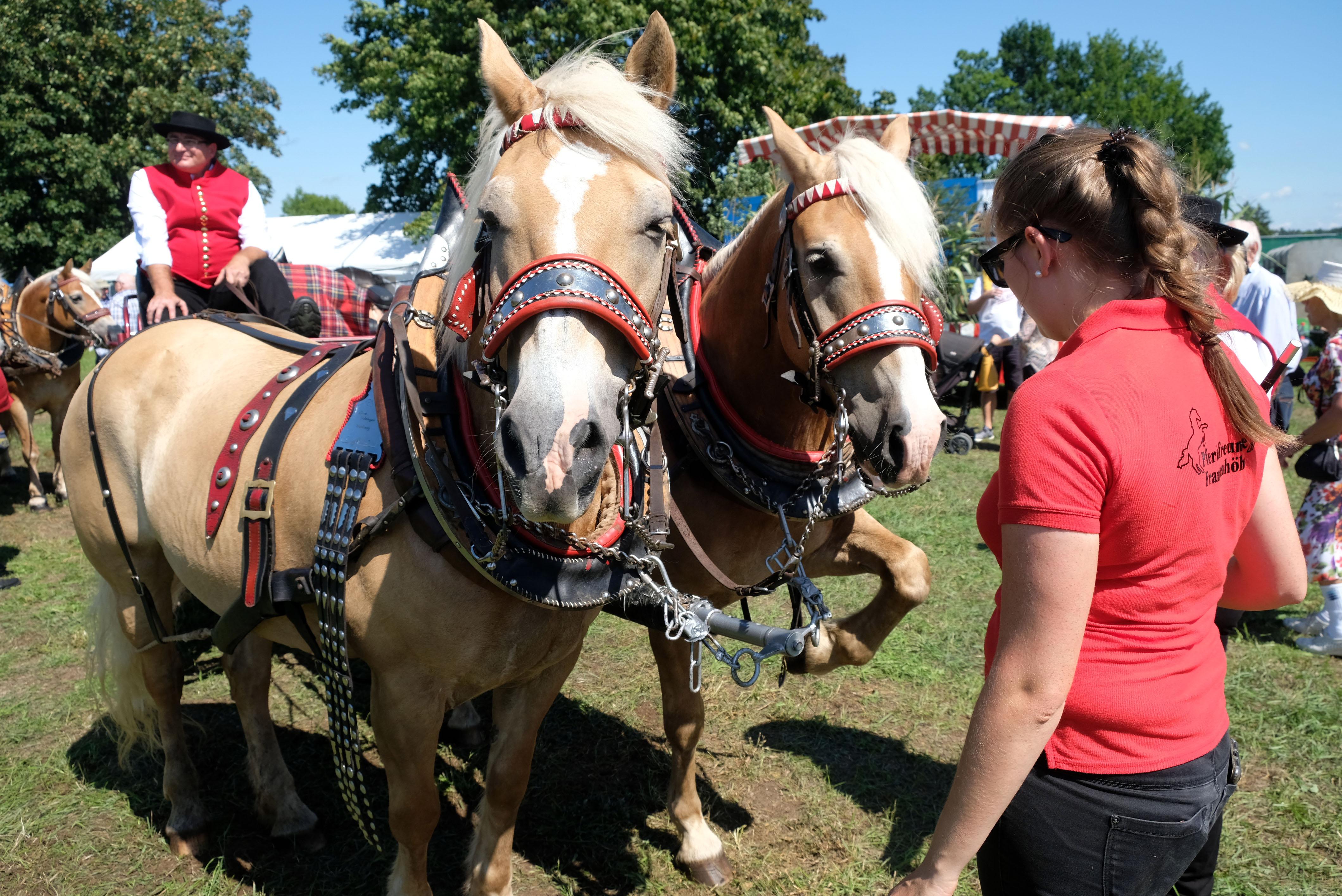 Diese zwei hier warten noch auf ihren Auftritt - und genießen die Sonne.