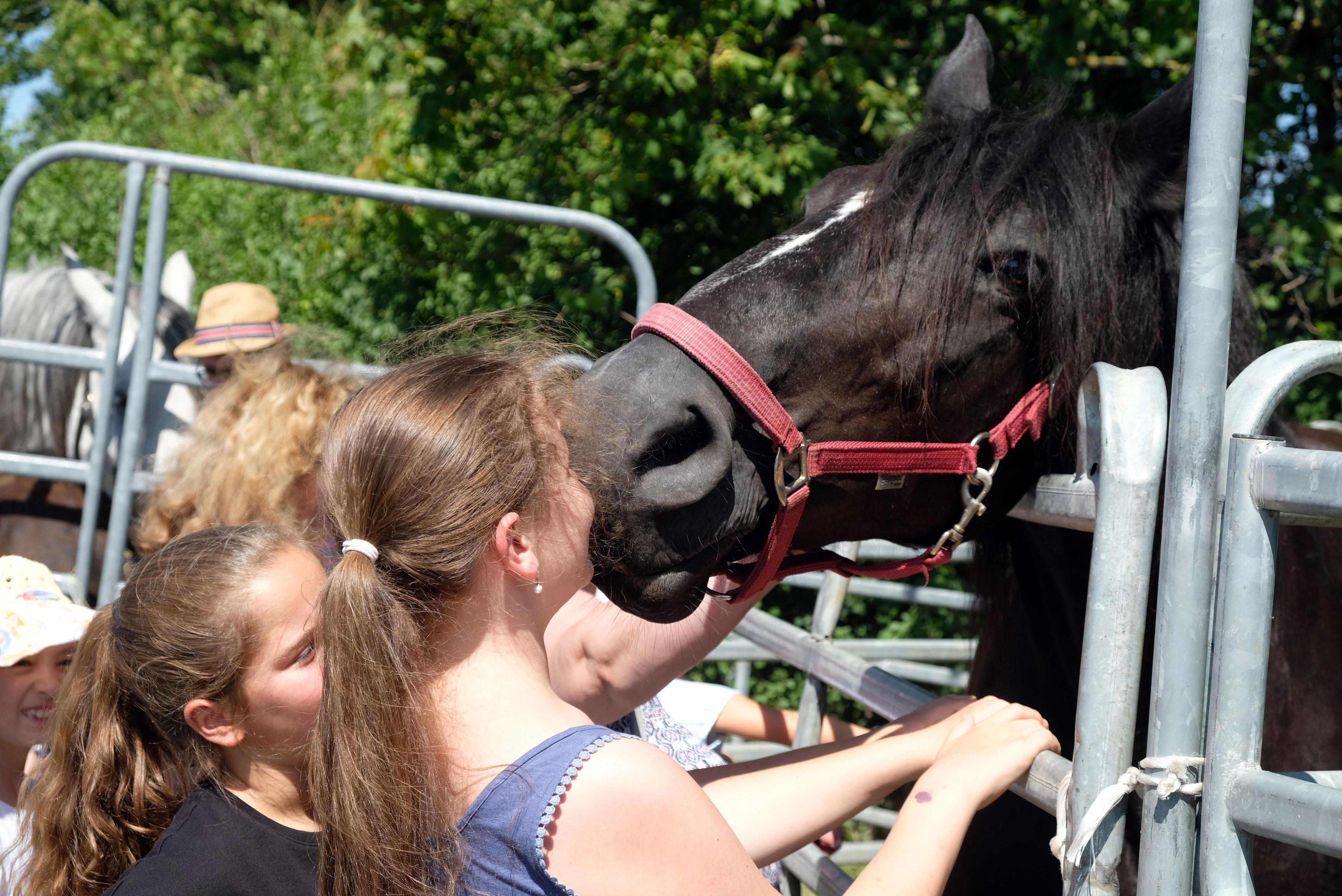 Währenddessen konnten sich die Besucher auf dem Gelände umsehen - und dem ein oder anderen Vierbeiner Hallo sagen.