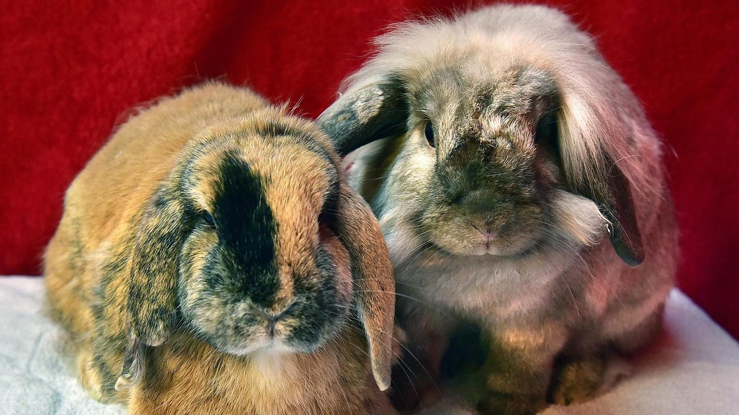 Auch diese beiden Zwergwidder-Kumpels kann man sich im Tierheim ansehen.