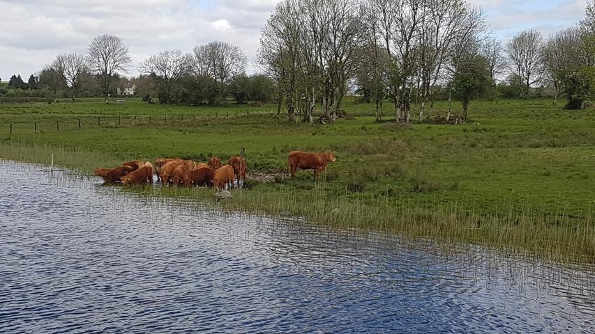Kühe im Wasser - das gibt es auch im Shannon.