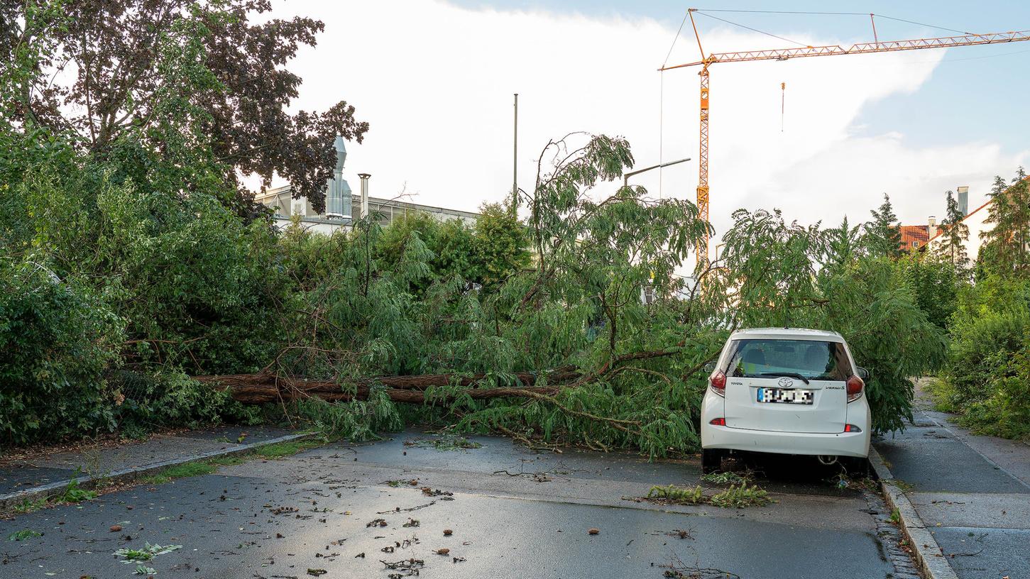 In Roth stürzte dieser massive Baum auf die Straße - verletzt wurde niemand.