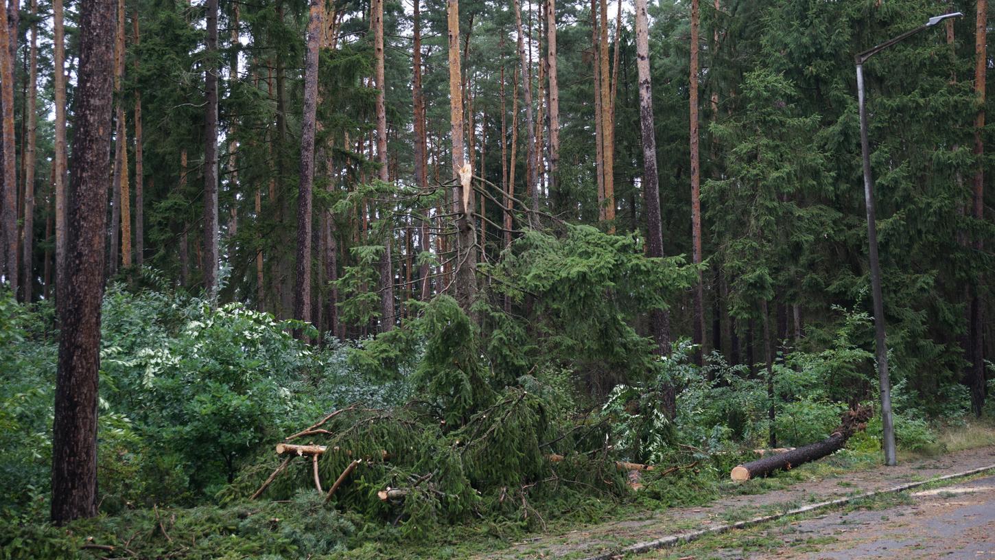 Der Wald wurde beim Sturm stark beschädigt.
